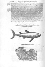 Lamie / Poisson dict nauticus - Les Oeuvres d'Ambroise Paré,... divisées en vingt huict livres avec  [...]