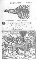 Oiseau de paradis / Beste nommee huspalim - Les Oeuvres d'Ambroise Paré,... divisées en vingt huict  [...]