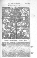 Arbre qui porte l'encens - Les Oeuvres d'Ambroise Paré,... divisées en vingt huict livres avec les f [...]