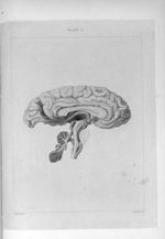 The inner surface of the medulla oblongata and of the left half of the brain - A series of engraving [...]