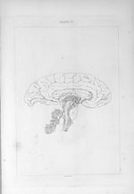 The inner surface of the medulla oblongata and of the left half of the brain - A series of engraving [...]