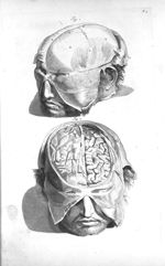 Fig. 1. The internal part of the hairy scalp / Fig. 2. The upper part of the brain - The anatomy of  [...]