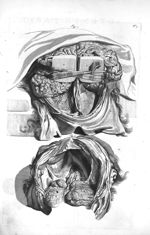 Fig. 1. The posterior part of the brain / Fig. 2. The inner face of the os occipitis - The anatomy o [...]