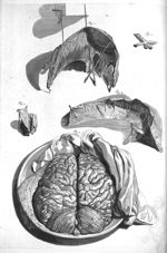 Fig. 1. Part of the dura mater dried / Fig. 2. Part of the sinus dried / Fig. 3 et 4. The Falx dried [...]