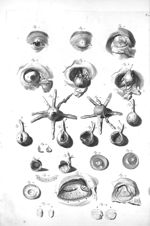 Fig. 1 à 6. External parts of the eye / Fig. 7 à 10. The muscles of the eye / Fig. 11 et 14. Bulb of [...]