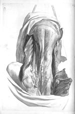 External muscles which move the head - The anatomy of human bodies,... containing many new anatomica [...]