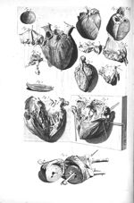 Fig. 1 à 3 et 7 à 9. The heart / Fig. 4, 5 et 10. Fibres of the heart /  Fig. 6. The right auricle / [...]