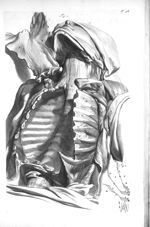 The cavity of the thorax after its viscera are remov'd - The anatomy of human bodies,... containing  [...]