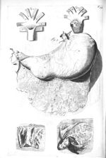 Fig. 1 et 2. Portion of the omentum /  Fig. 3 et 4. Muscles of the pharynx / Fig. 5. The Stomach - T [...]