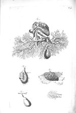 Fig. 1. A portion of the liver boil'd and view'd with a microscope / Fig. 2. A branch of the vena ca [...]