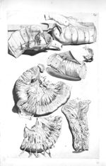 Fig. 1. Part of the jejunum or hungry gut together with a portion of the mesentery / Fig. 2. A porti [...]