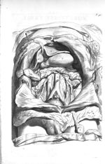 The rest of the viscera as they appear within the cavity of the abdomen after the intestines togethe [...]