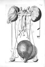 The kidneys, testicles, bladder of urine and spermatick vessels - The anatomy of human bodies,... co [...]