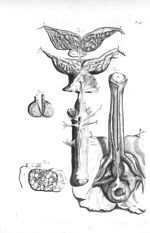 Fig. 1. The foreparts of the penis, glandulae prostatae and vesicule seminales / Fig. 2 The vesicula [...]
