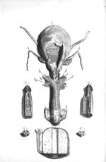 Fig. 1. The upper and forepart of the penis and bladder of urine / Fig. 2 à 6. Parts of the penis -  [...]