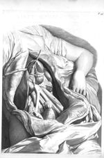 The cavity of the abdomen of a woman after the intestines, mesentery are remov'd - The anatomy of hu [...]
