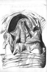The cavity of the abdomen after its viscera are remov'd - The anatomy of human bodies,... containing [...]