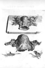 Fig. 1 et 4. The fundus uteri / Fig. 2. The left uterine tube / Fig. 3. The falloppian tube - The an [...]