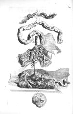 Fig. 1. The blood vessels of part of the umbilical rope and placenta / Fig. 2. The placenta / Fig. 3 [...]