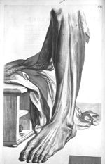 The muscles on the fore-part of the leg lying under the fascia lata - The anatomy of human bodies,.. [...]