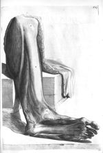 Divers external muscles of the leg and bottom of the foot - The anatomy of human bodies,... containi [...]