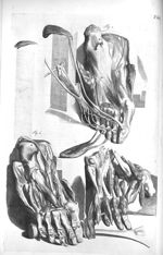 All the muscles which appear in the bottom of the foot - The anatomy of human bodies,... containing  [...]