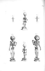 Skeletons of foetus from one to seven months - The anatomy of human bodies,... containing many new a [...]