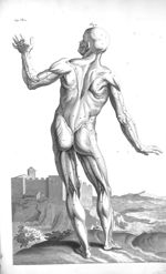 The external muscles and other parts as they appear on the back part of a humane body - The anatomy  [...]
