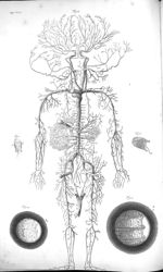 Fig. 3. The trunks and large ramifications of all the arteries / Fig. 4. The extremities of the vein [...]