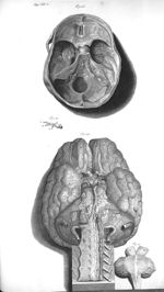 Fig. 26. The internal surface of the basis of the cranium with the inferior part of the dura mater / [...]