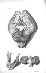 Fig. 30. The brain lying on its basis / Fig. 31. The back part of the cerebellum / Fig. 32. The lowe [...]