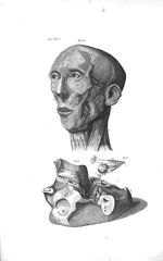 Fig. 33. The muscles of the face / Fig. 34. The left eye / Fig. 35. The inferior part of the skull - [...]