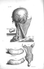 Fig. 36. Divers muscles employ'd in the motions of the head and vertèbre of the neck / Fig. 37. Part [...]