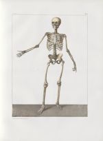 Planche 2 - Squelette - plan antérieur - Traité complet de l'anatomie de l'homme, par les Drs Bourge [...]