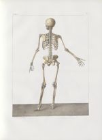 Planche 3 - Squelette - plan postérieur - Traité complet de l'anatomie de l'homme, par les Drs Bourg [...]