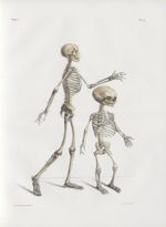 Planche 4 - Squelette - plan latéral du squelette d'adulte. - Squelette de foetus vu en trois quarts [...]