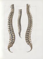 Planche 6 - Rachis ou colonne vertébrale - Traité complet de l'anatomie de l'homme, par les Drs Bour [...]