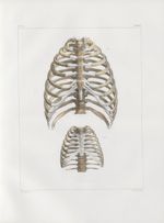 Planche 10 - Thorax, assemblages de côtes et sternum - plan antérieur - Traité complet de l'anatomie [...]