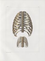 Planche 11 - Thorax, assemblages de côtes et sternum - plan postérieur - Traité complet de l'anatomi [...]