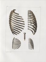 Planche 12 - Thorax, assemblages de côtes et sternum - Traité complet de l'anatomie de l'homme, par  [...]