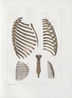 Planche 13 - Thorax, assemblages de côtes et sternum - Traité complet de l'anatomie de l'homme, par  [...]