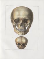 Planche 14 - Têtes - Ovale antérieur - Traité complet de l'anatomie de l'homme, par les Drs Bourgery [...]