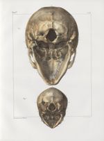 Planche 16 - Têtes - Ovale inférieur - Traité complet de l'anatomie de l'homme, par les Drs Bourgery [...]