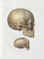 Planche 17 - Têtes - Plan latéral - Traité complet de l'anatomie de l'homme, par les Drs Bourgery et [...]