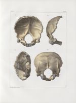 Planche 22 - Os de la tête - Occipital d'un homme adulte (grandeur naturelle) - Traité complet de l' [...]