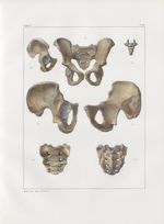 Planche 33 - Détails d'os du bassin - Traité complet de l'anatomie de l'homme, par les Drs Bourgery  [...]