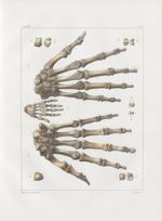 Planche 36 - Main - Traité complet de l'anatomie de l'homme, par les Drs Bourgery et Claude Bernard  [...]