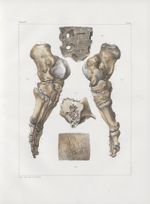 Planche 40 - Pied et détails d'os - Traité complet de l'anatomie de l'homme, par les Drs Bourgery et [...]