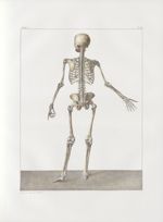 Planche 45 - Sujet complet de syndesmologie - Plan postérieur - Traité complet de l'anatomie de l'ho [...]