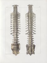 Planche 46 - Articulations rachidiennes et costo-vertébrales - Traité complet de l'anatomie de l'hom [...]